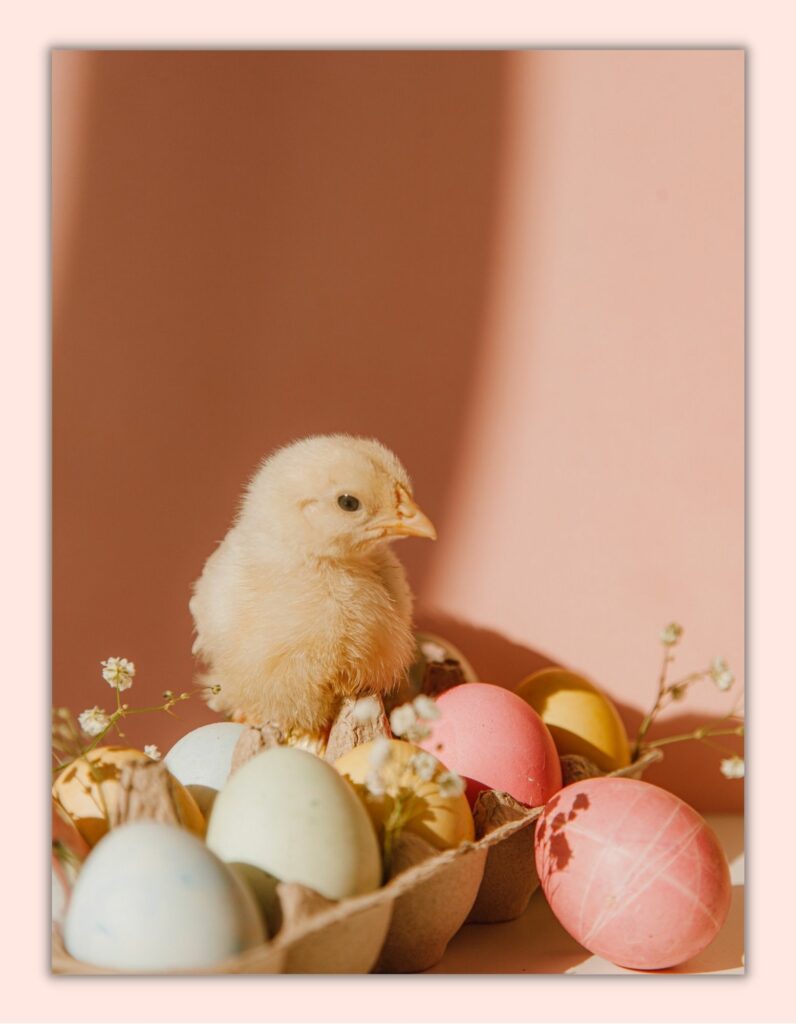 Wielkanocne zwyczaje: kurczaczek